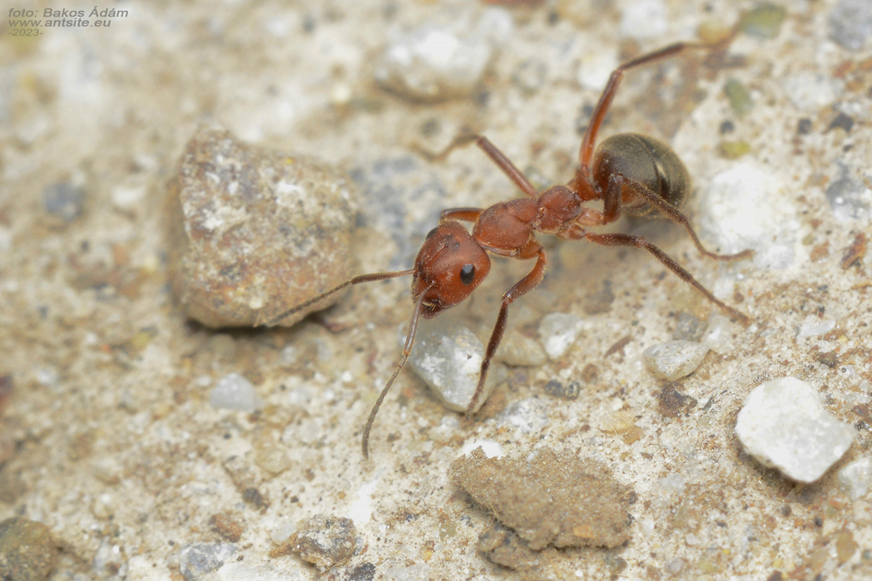 Formica truncorum - pirosfejű vöröshangya