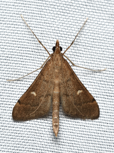 Dolicharthria punctalis - hosszúlábú tűzmoly