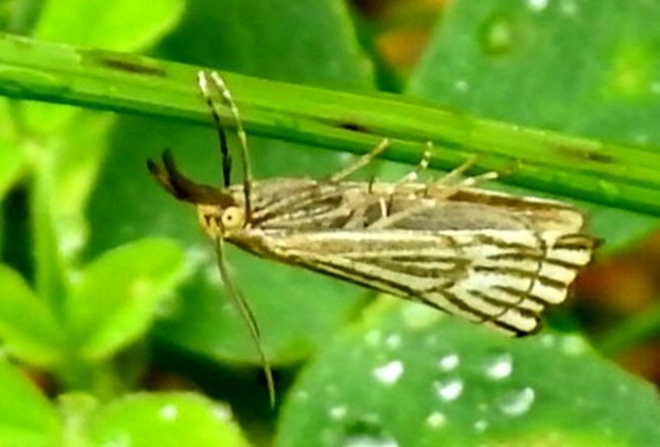 Chrysocramboides craterella - rácsos fűgyökérmoly