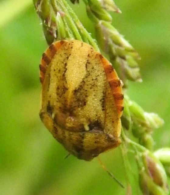 Eurygaster Eurygaster