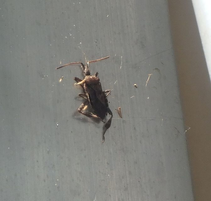Leptoglossus occidentalis - nyugati levéllábú poloska