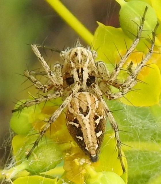 Oxyopes heterophthalmus - homoki hiúzpók