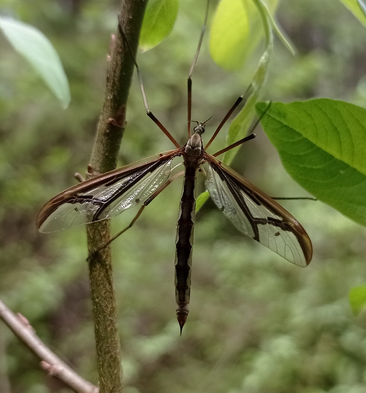Pedicia rivosa