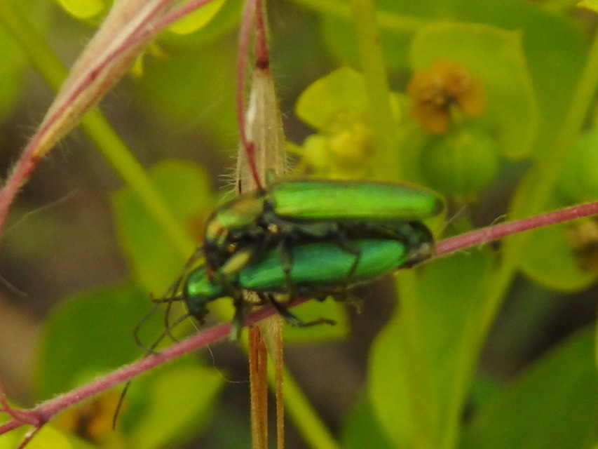 Chrysanthia viridissima - aranyos álcincér