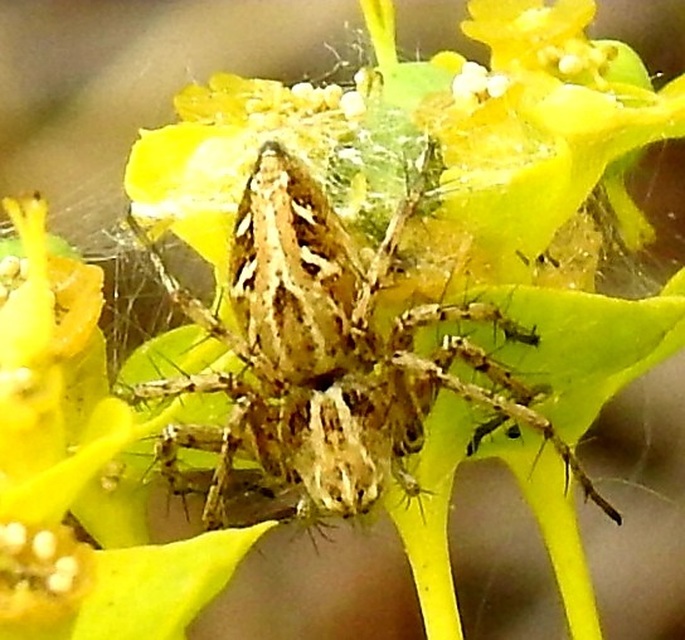 Oxyopes heterophthalmus - homoki hiúzpók