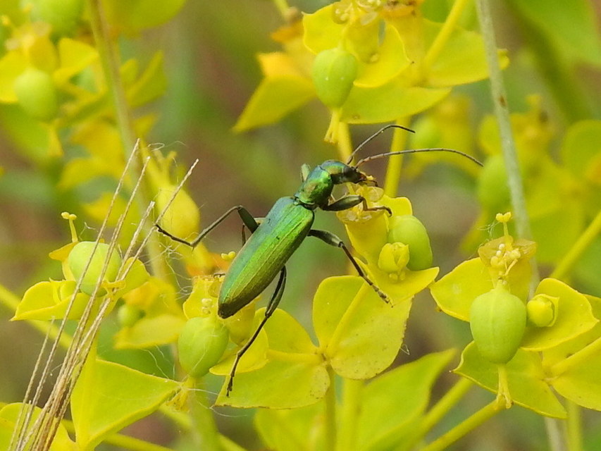 Chrysanthia viridissima - aranyos álcincér