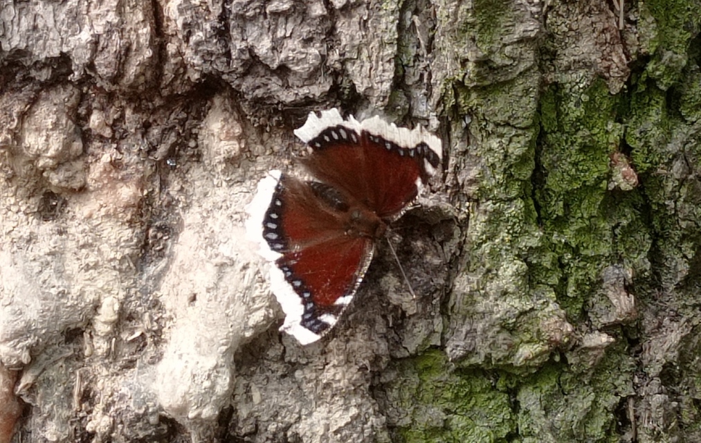 Nymphalis antiopa - gyászlepke
