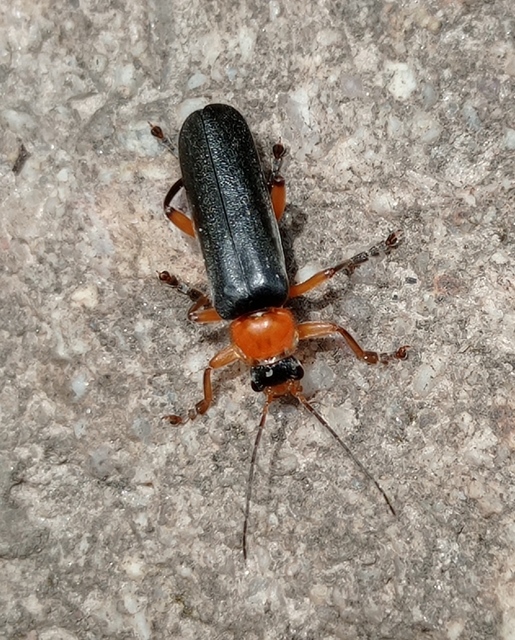 Cantharis pellucida - ligeti lágybogár