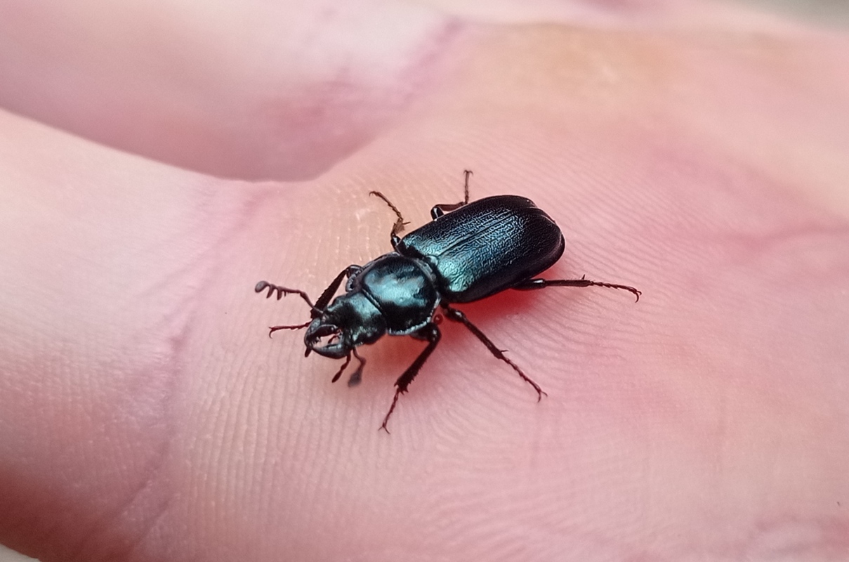 Platycerus caprea - nagy fémesszarvasbogár