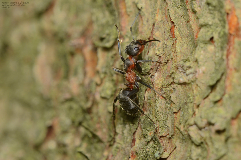 Formica pratensis - réti vöröshangya