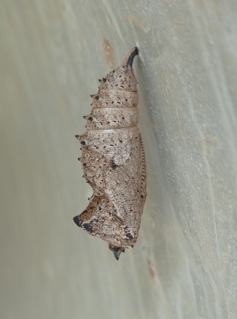 Nymphalis antiopa - gyászlepke