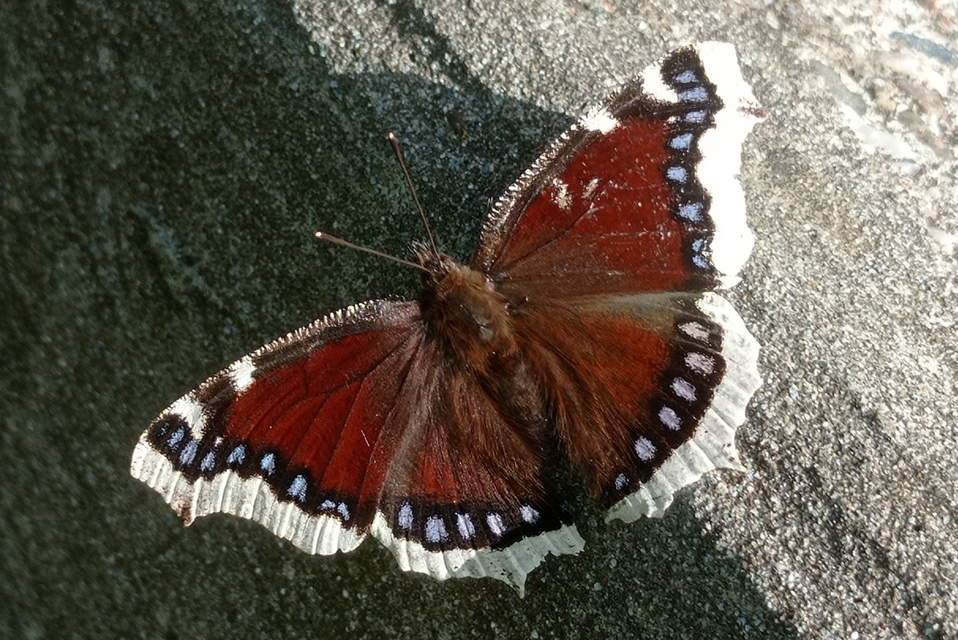 Nymphalis antiopa - gyászlepke