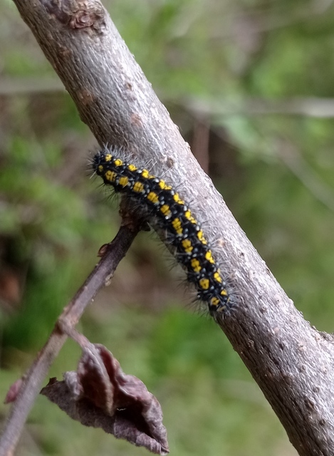 Callimorpha dominula - fémes medvelepke