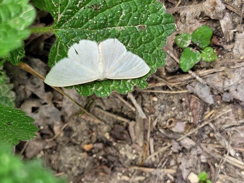 Scopula floslactata - tejfehér sávosaraszoló