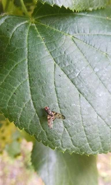 Otites formosa