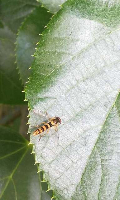 Sphaerophoria