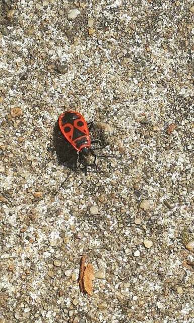 Pyrrhocoris apterus - verőköltő poloska