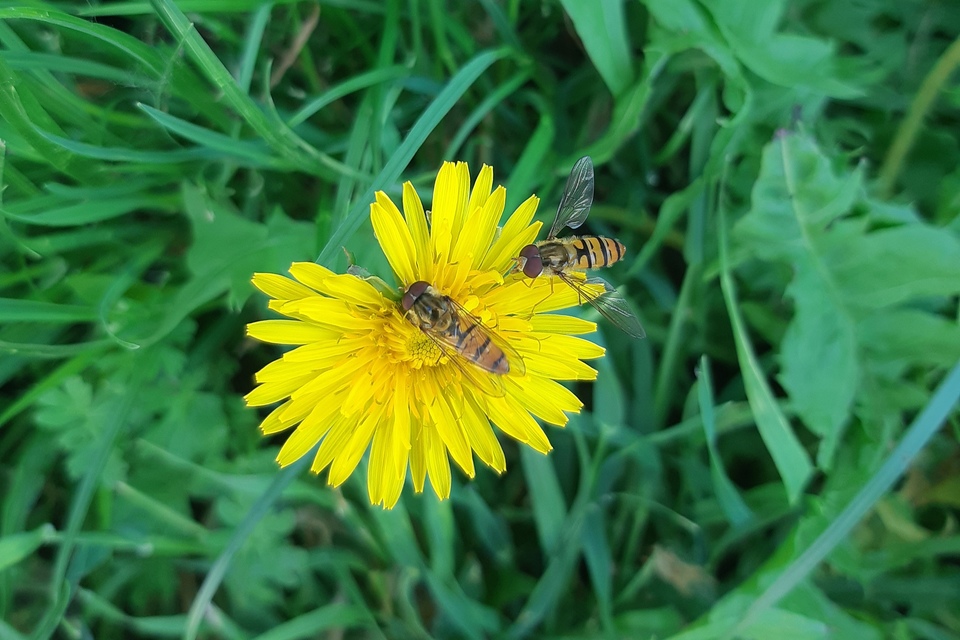 Episyrphus balteatus - ékfoltos zengőlégy