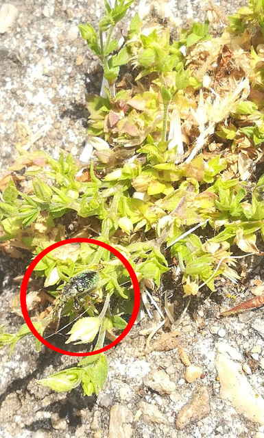 Phyllobius betulinus - változékony levélormányos