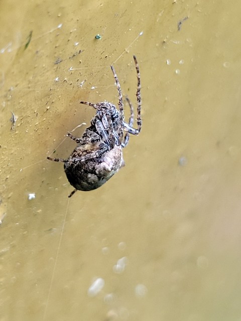 Gibbaranea bituberculata - kétcsúcsú keresztespók