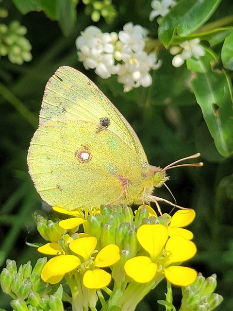 Colias alfacariensis - déli kéneslepke