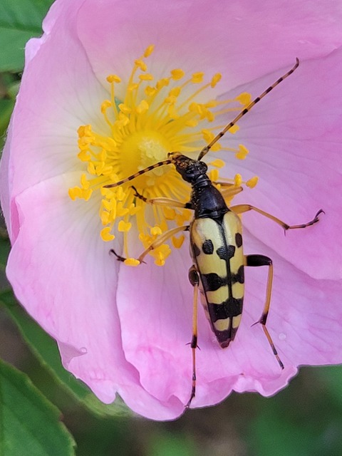 Rutpela maculata - tarkacsápú karcsúcincér