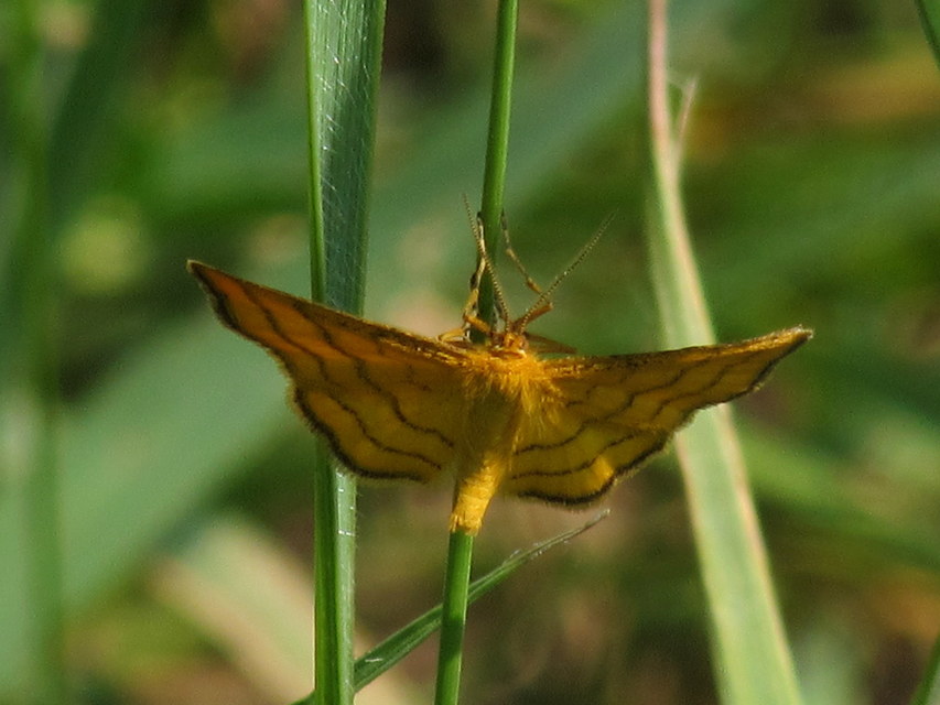 Idaea aureolaria - aranyos sávosaraszoló