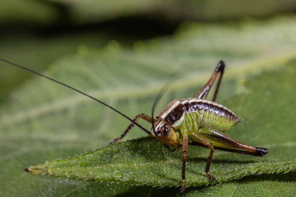 Pachytrachis gracilis - karcsú szöcske