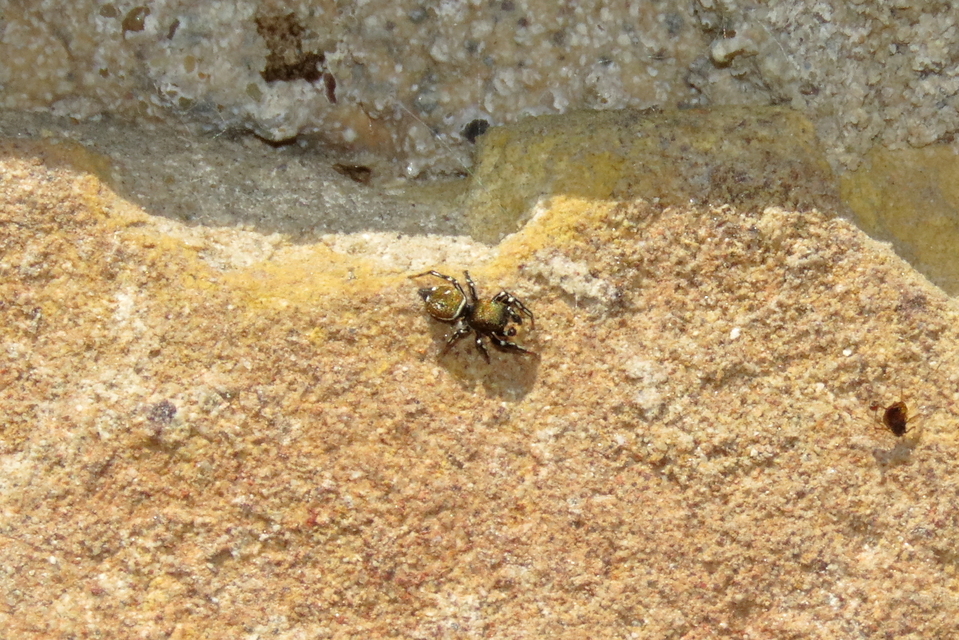 Heliophanus
