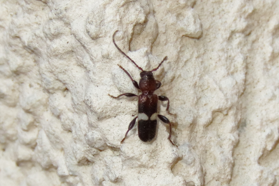 Phymatodes fasciatus - szőlőcincér Phymatodes fasciatus - szőlőcincér
