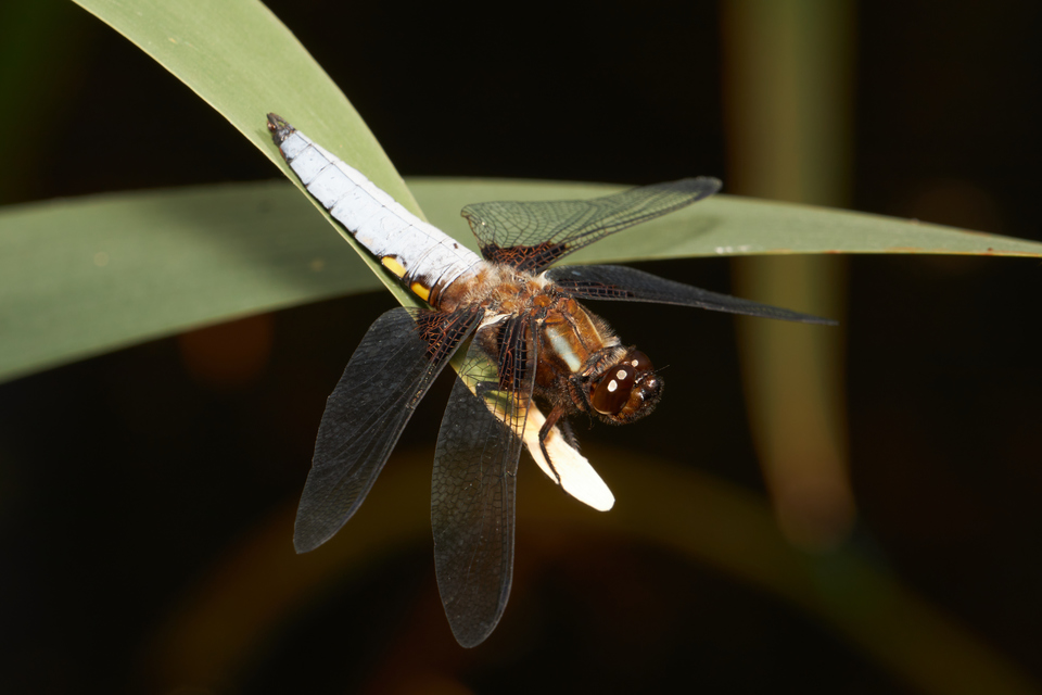 Libellula depressa - széles laposacsa