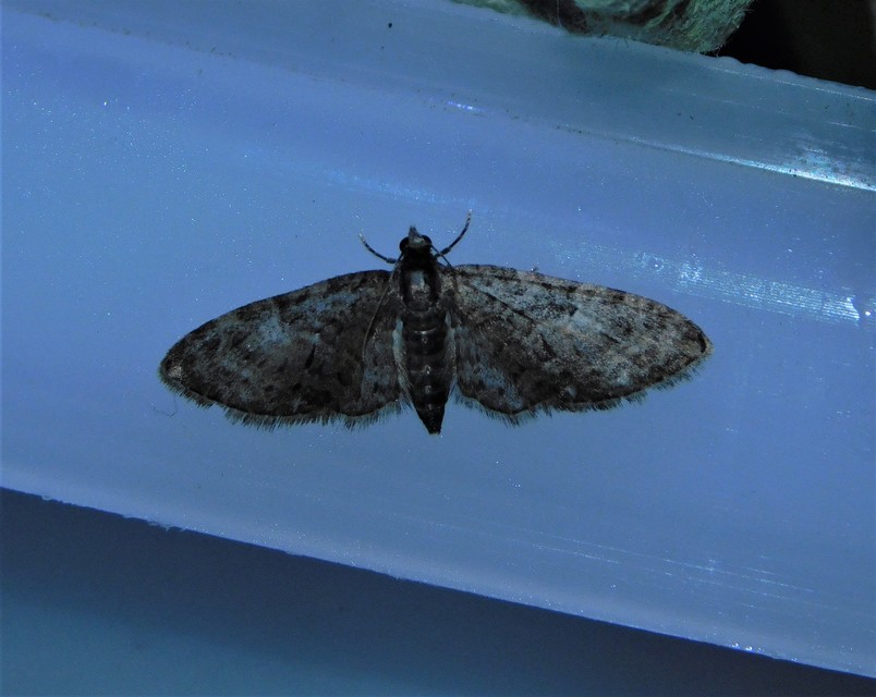 Eupithecia abbreviata - korai törpearaszoló