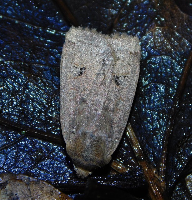 Conistra erythrocephala - vörösfejű őszibagoly