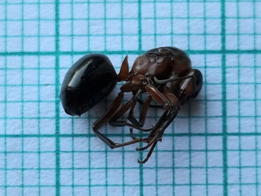 Formica rufa - erdei vöröshangya