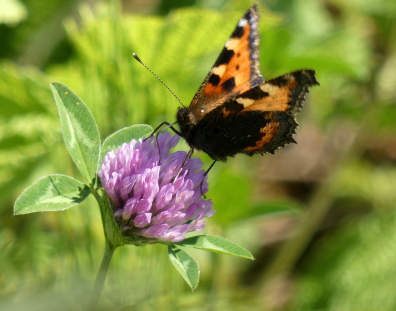 Nymphalis urticae - kis rókalepke