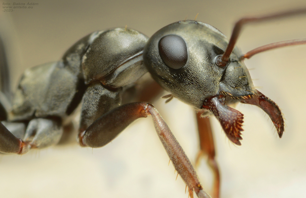 Formica fusca - kormos rabszolgahangya