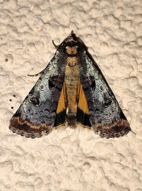 Epilecta linogrisea - karcsú sárgafűbagoly