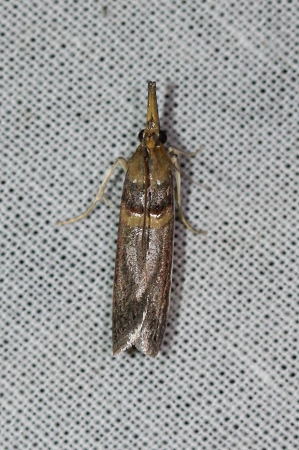 Etiella zinckenella - akácmoly