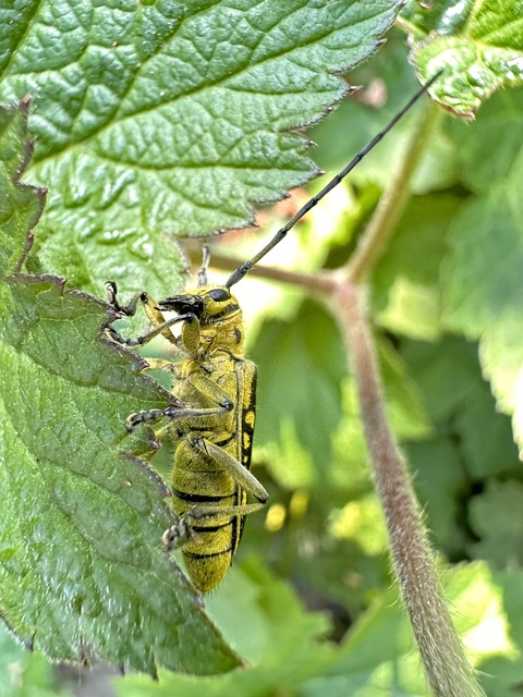Saperda scalaris - létracincér