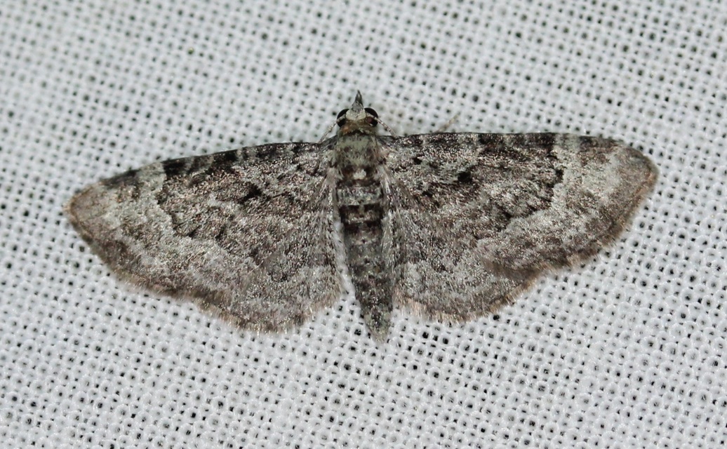 Pasiphila rectangulata - almavirág-araszoló