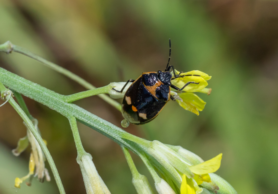Eurydema oleracea - paréjpoloska Eurydema oleracea - paréjpoloska