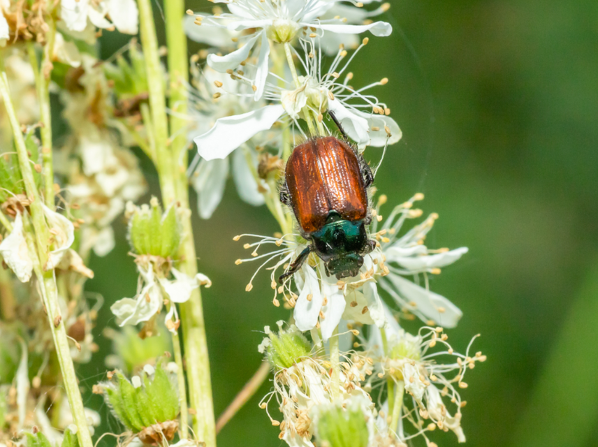 Phyllopertha horticola - kerti szipoly