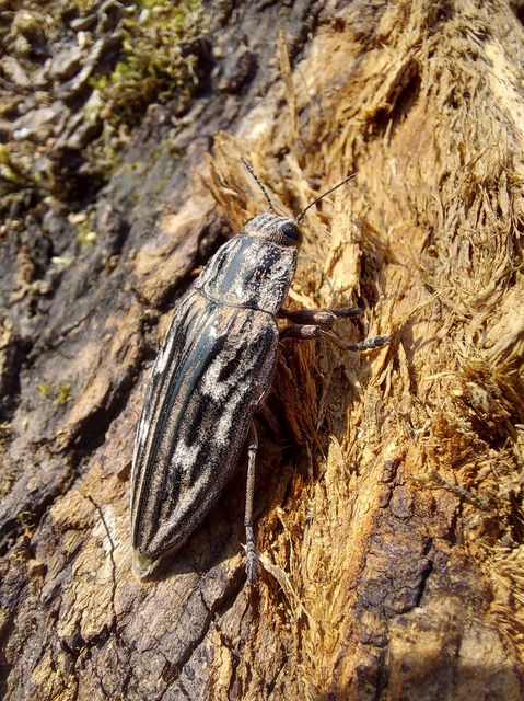 Chalcophora mariana - nagy fenyvesdíszbogár