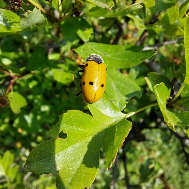 Lachnaia sexpunctata - szőrösnyakú zsákhordóbogár