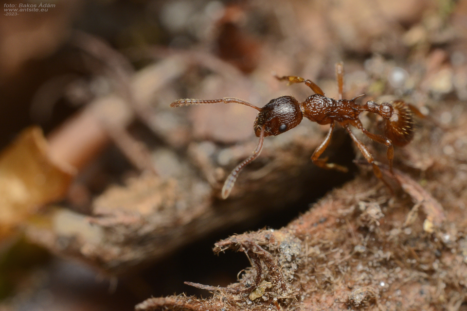 Myrmica ruginodis - erdei bütyköshangya