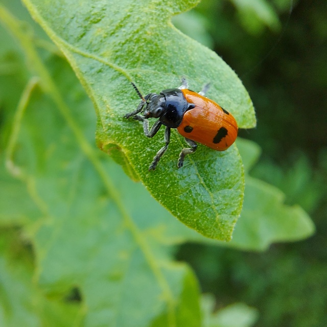 Clytra quadripunctata - négyfoltos zsákhordóbogár