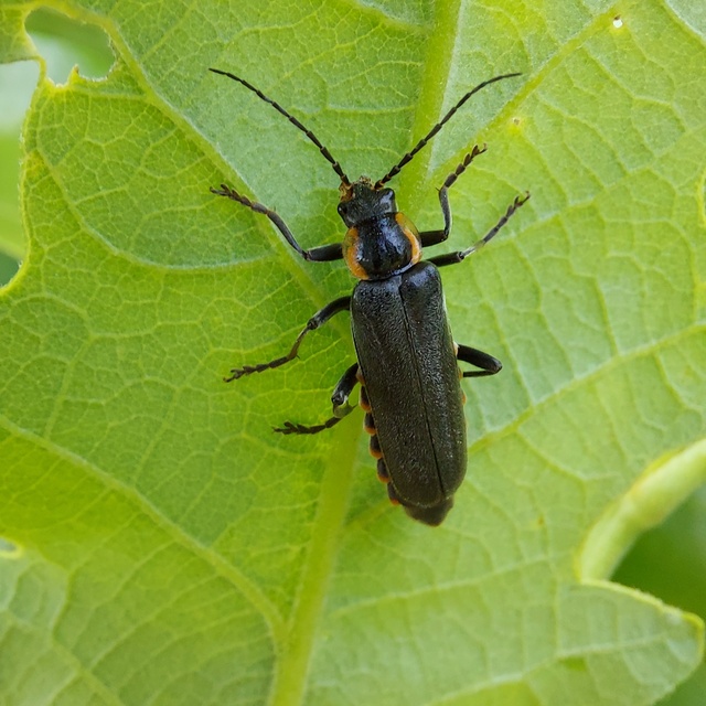 Cantharis paradoxa
