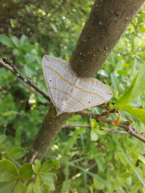 Scotopteryx mucronata/luridata/ignorata