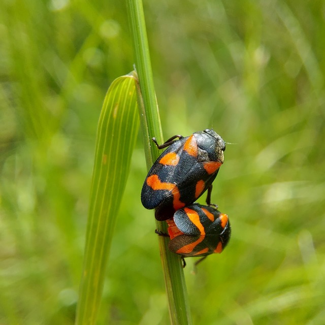 Cercopis sanguinolenta