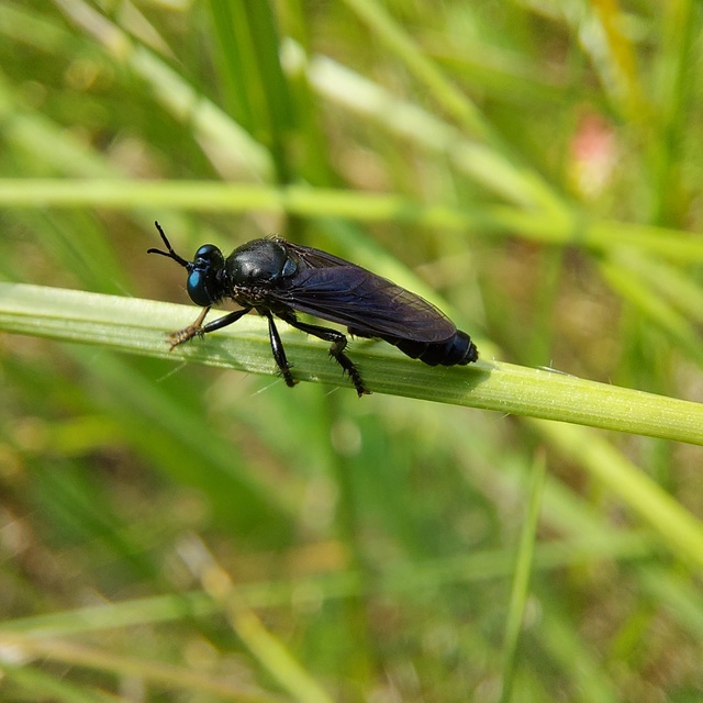 Dioctria